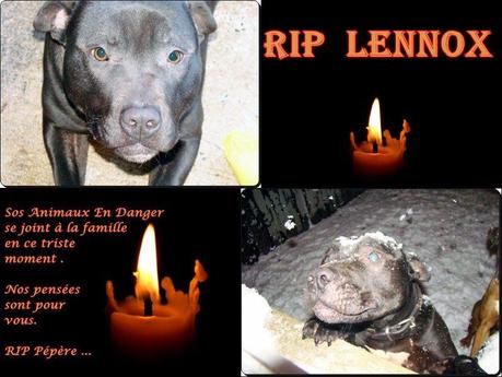 Lennox : chien assassiné pour délit de sale gueule!