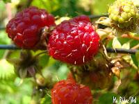 Muffins framboises et noix de coco