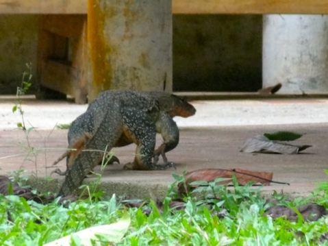 Au milieu des iguanes !
