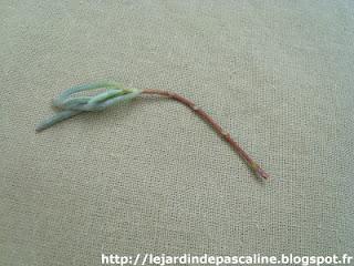 Bouturer le pourpier