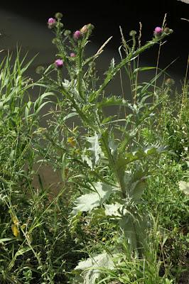 Qui s'y frotte s'y pique (195)