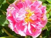 Rose pique mais bien utile