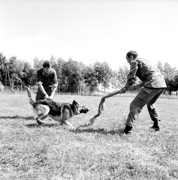 Les vétérinaires dans l’armée francaise.