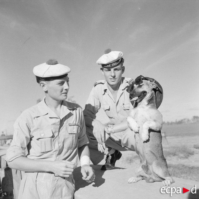 A l’occasion du 14 juillet, une sélection de Chiens dans l’armée en Images !