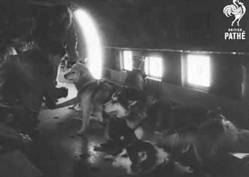 Le chien soldat saute en parachute !