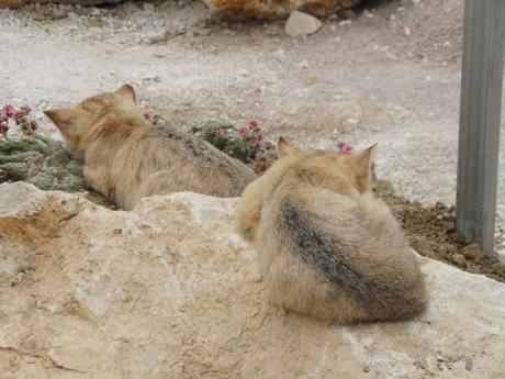 parc des félins lumigny-nesles seine et marne melun sos felins chat du désert