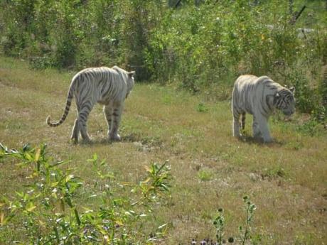 parc des félins lumigny-nesles seine et marne melun sos felins tigre blanc 