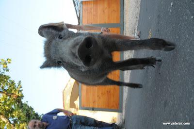 Insolite : les photos d'un sanglier qui suit les hommes