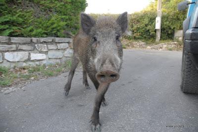 Insolite : les photos d'un sanglier qui suit les hommes