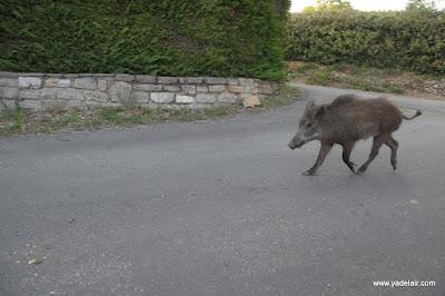 Insolite : les photos d'un sanglier qui suit les hommes