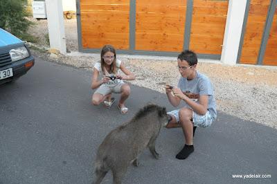 Insolite : les photos d'un sanglier qui suit les hommes