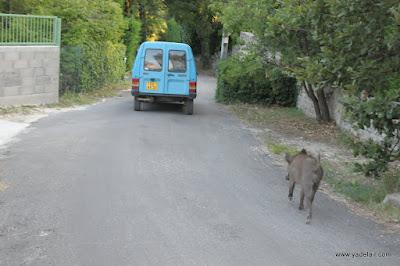 Insolite : les photos d'un sanglier qui suit les hommes