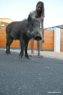 Insolite : les photos d'un sanglier qui suit les hommes