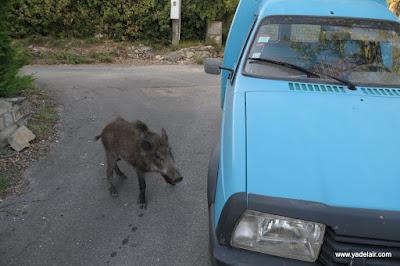 Insolite : les photos d'un sanglier qui suit les hommes