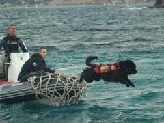 Focus : chien sauveteur en mer