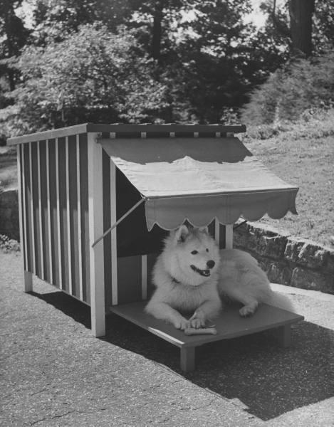 Nina Leen –  Maisons design pour chiens – 1956