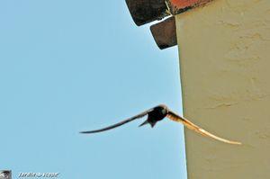 Martinet-en-vol-1