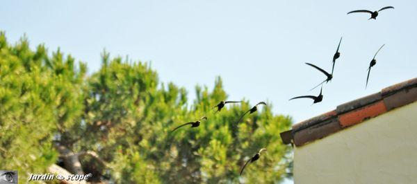 Martinets-en-vol-6