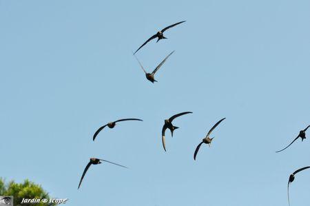 Martinets-en-vol-5