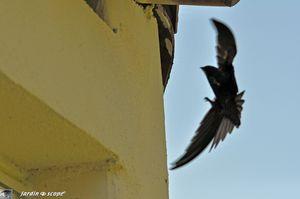 Martinet-en-vol-3