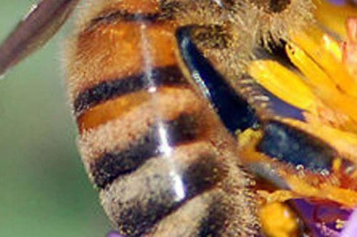 o abeille corbeille.jpg