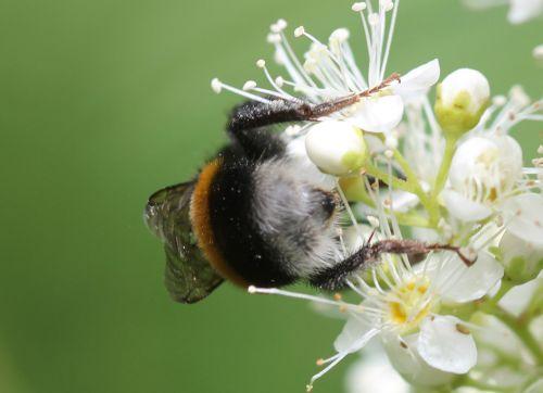p bourdon mâle cul romi 22 juin 2012 107.jpg