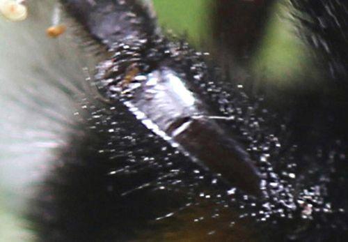 k tibia bourdon cl romi 22 juin 2012 p 091.jpg