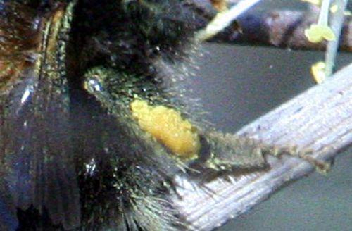 n bourdon tibia 19 mars p 069.jpg