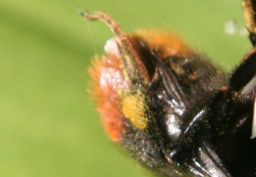 l bourdon tibia veneux 23 avril 016.jpg