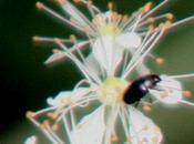 visiteurs reine-des-prés