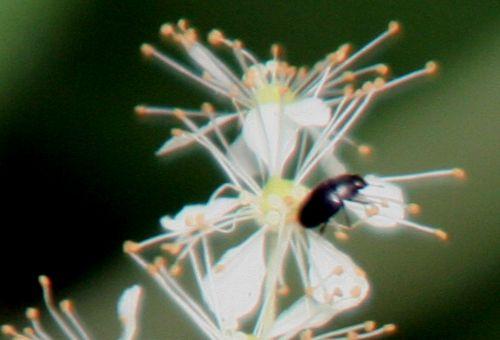 a filipendula rec romi 5 juil 2010 076.jpg