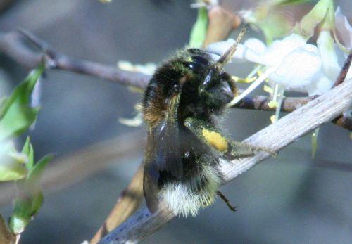 m bourdon près 19 mars 069.jpg