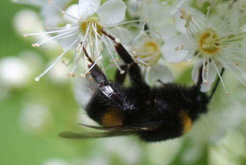 j bourdon tibia romi 22 juin 2012 091.jpg