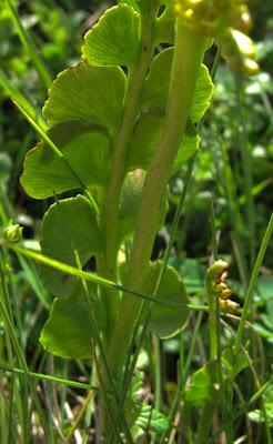 Une étrange fougère : Botrychium lunaria