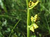 étrange fougère Botrychium lunaria