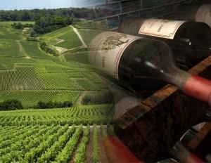 L'UE toujours confrontée à la surproduction de vin