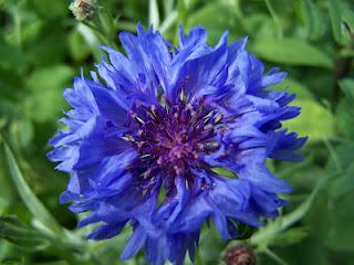Quelques fleurs au potager