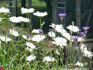 Quelques fleurs au potager