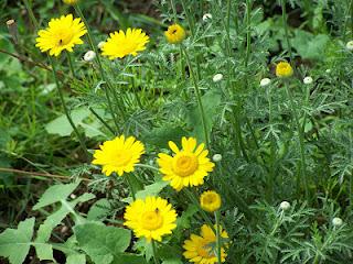 Quelques fleurs au potager