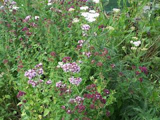 Quelques fleurs au potager