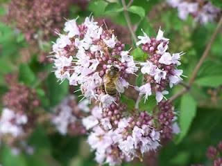 Quelques fleurs au potager