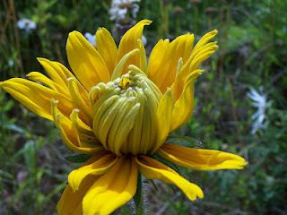 Quelques fleurs au potager