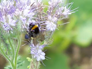 Quelques fleurs au potager