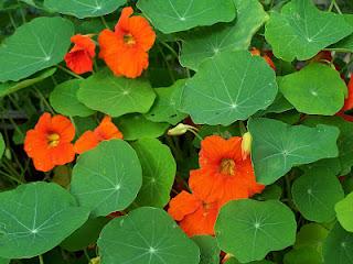 Quelques fleurs au potager