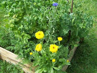Quelques fleurs au potager