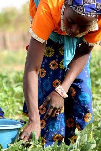 Les jardins de la santé : un programme innovant