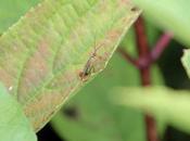 Mouche-scorpion, enfin