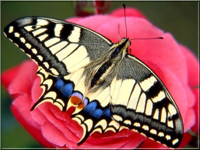 Le grand porte-queue est arrivé au Quebec