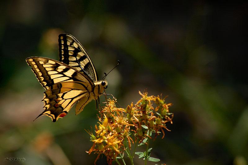Le grand porte-queue est arrivé au Quebec