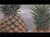 L'ananas de la honte envahit Caño Negro, patrimoine mondial de l'UNESCO